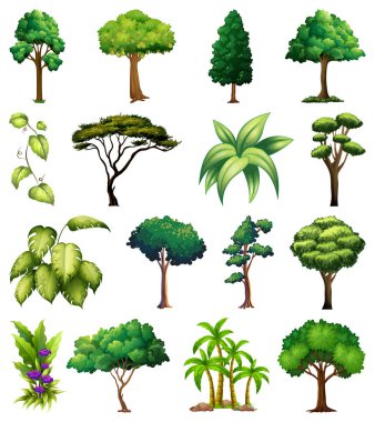 Çeşitli bitki ve ağaçlar çizimi