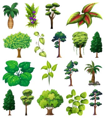 Çeşitli bitki ve ağaçlar çizimi