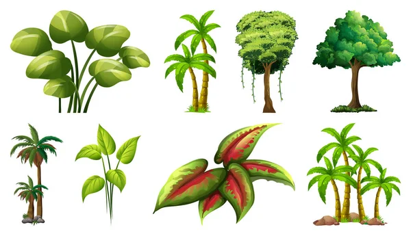 Set Variety Plants Trees Illustration — Stock Vector