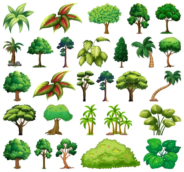 Zbiór Odmian Roślin Drzew Ilustracja — Wektor stockowy