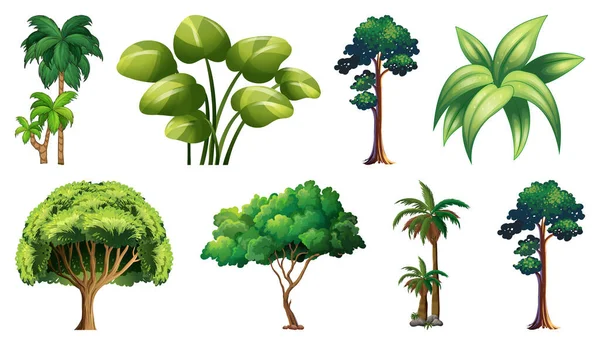 Conjunto Variedad Plantas Árboles Ilustración — Archivo Imágenes Vectoriales