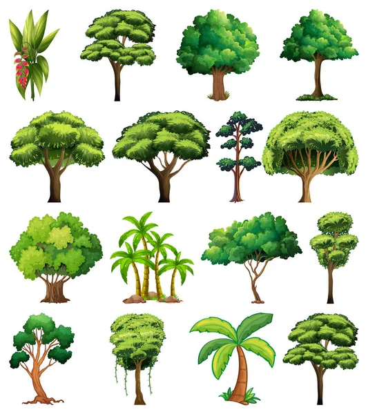 Set Van Variëteiten Bomen Illustratie — Stockvector