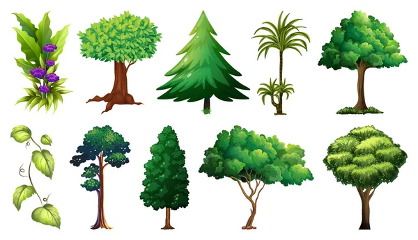 Illustration Ensemble Plantes Arbres — Image vectorielle