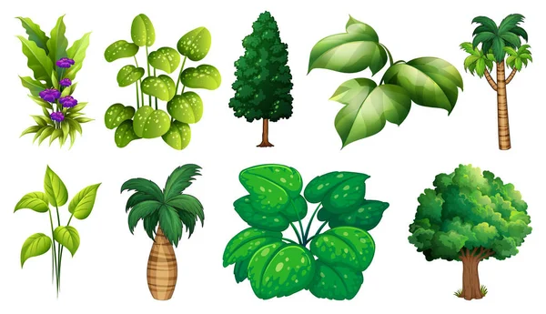 Conjunto Plantas Árvores Variedade Ilustração — Vetor de Stock