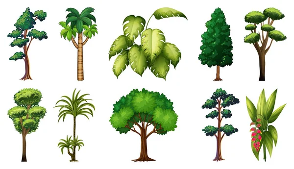 Conjunto Variedad Plantas Árboles Ilustración — Archivo Imágenes Vectoriales