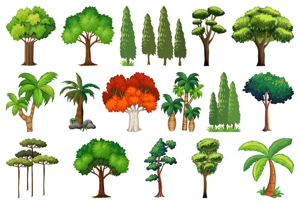 Set Variety Plants Trees Illustration — Stock Vector