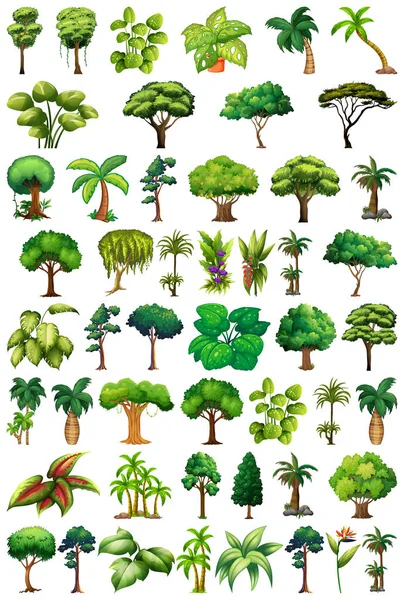 様々な植物や木のイラストのセット — ストックベクタ