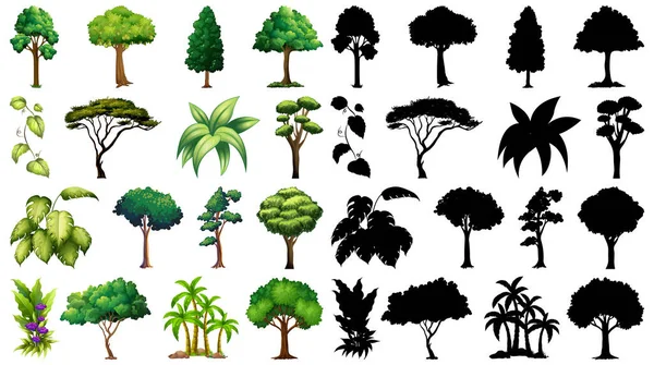 Conjunto Planta Árvore Com Sua Silhueta Ilustração —  Vetores de Stock