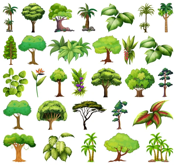 Çeşitli Bitki Ağaçlar Çizimi — Stok Vektör