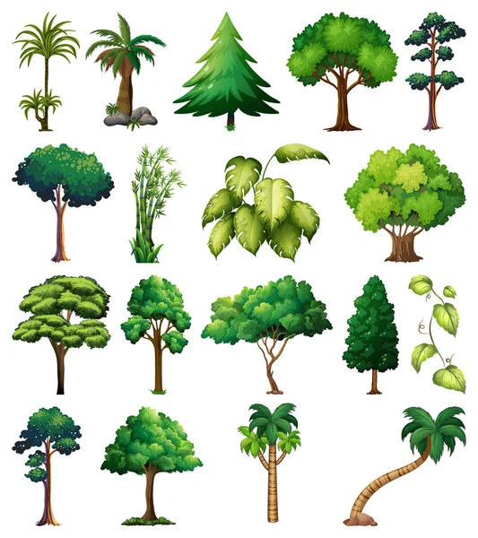 Illustration Ensemble Plantes Arbres — Image vectorielle