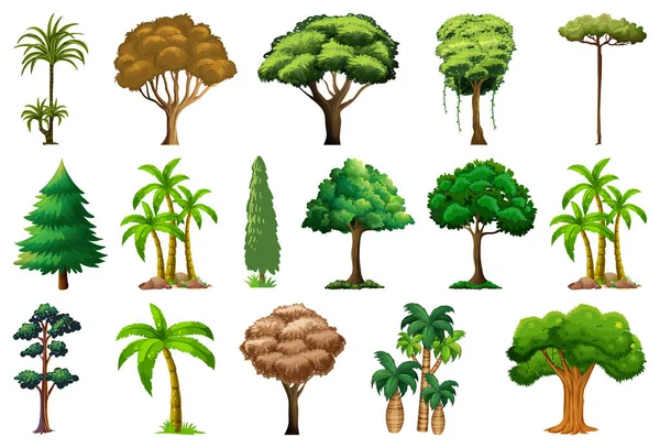 Set Variety Plants Trees Illustration — Stock Vector