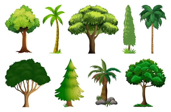 Набор Разнообразных Растений Деревьев — стоковый вектор