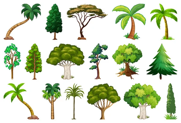 Набор Разнообразных Растений Деревьев Стоковый вектор