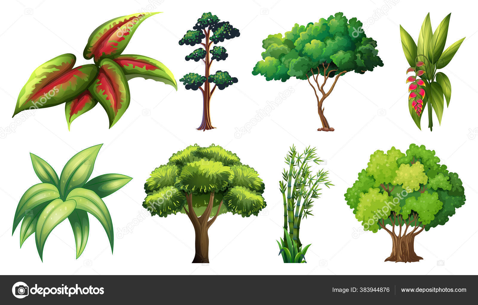 Different Kinds Of Plants Clipart Images