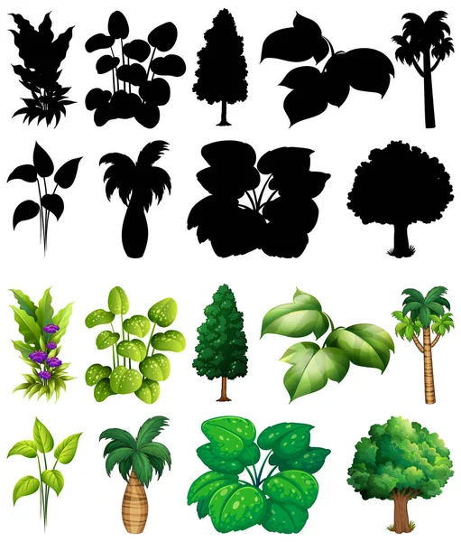 Conjunto Planta Árvore Com Sua Silhueta Ilustração —  Vetores de Stock