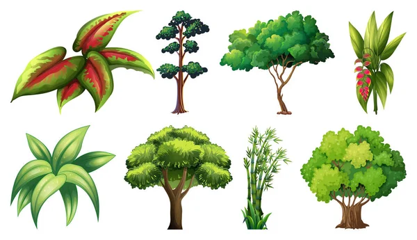 Illustration Ensemble Plantes Arbres — Image vectorielle