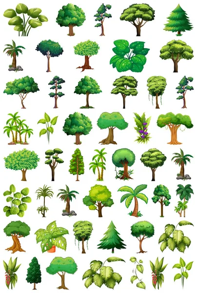 Conjunto Plantas Árvores Variedade Ilustração — Vetor de Stock