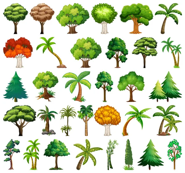 Set Van Variëteiten Bomen Illustratie — Stockvector