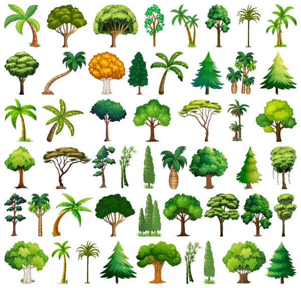 Set Van Variëteiten Bomen Illustratie — Stockvector