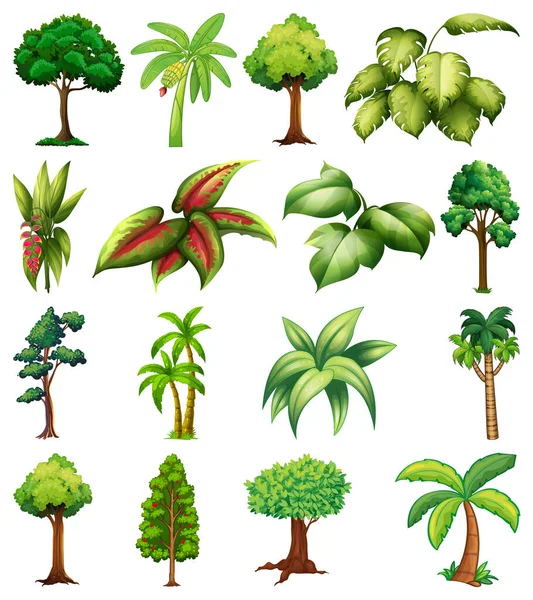 Conjunto Variedad Plantas Árboles Ilustración — Vector de stock
