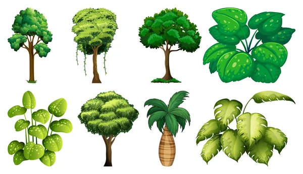 Conjunto Variedad Plantas Árboles Ilustración — Vector de stock