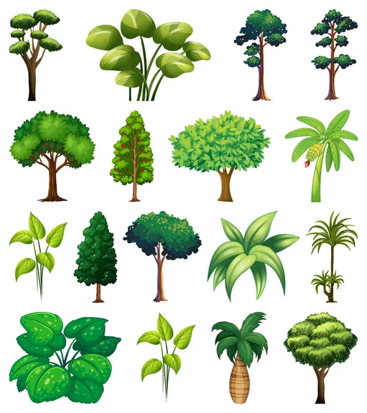 Набор Разнообразных Растений Деревьев — стоковый вектор