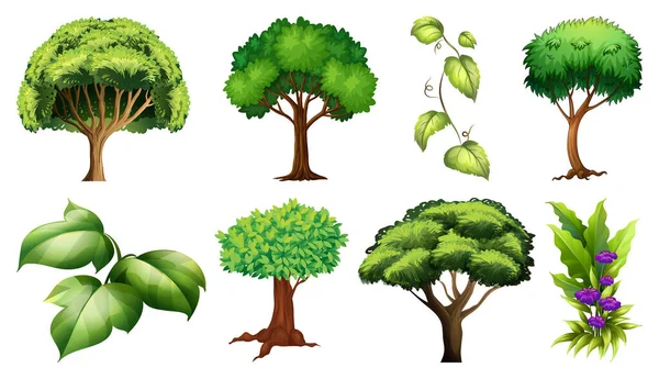 Illustration Ensemble Plantes Arbres — Image vectorielle