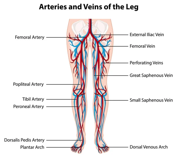 Bacak illüstrasyonunun arterleri ve damarları