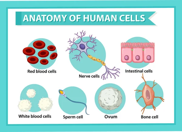 Nsan Hücreleri Illüstrasyonu Hakkında Bilgi Posteri — Stok Vektör