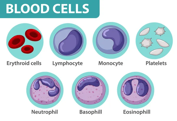 Tipo Cellule Del Sangue Illustrazione — Vettoriale Stock