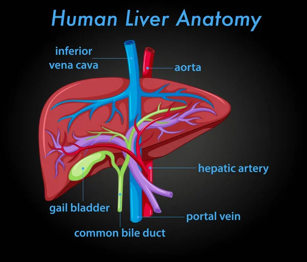 Nsan Karaciğeri Anatomisi Çizimi — Stok Vektör