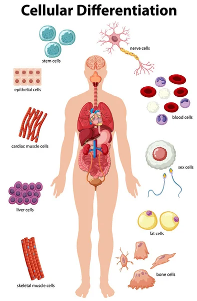 Информационный Плакат Иллюстрации Клеточной Дифференциации — стоковый вектор