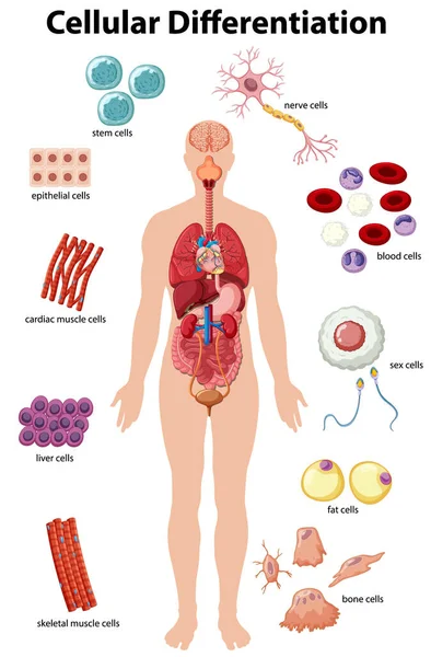 Cartaz Informação Ilustração Diferenciação Celular —  Vetores de Stock