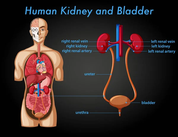 Human Kidney Bladder Illustration — Stock Vector