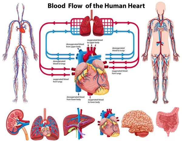 Blood Flow Human Heart Illustration — Stock Vector