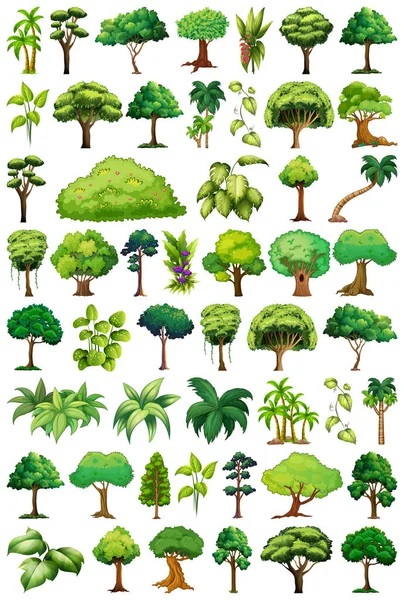 Set Van Variëteiten Bomen Illustratie — Stockvector