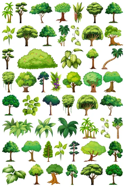 Serie Varietà Piante Alberi Illustrazione — Vettoriale Stock