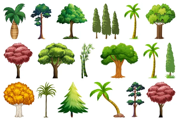 Çeşitli Bitki Ağaçlar Çizimi — Stok Vektör