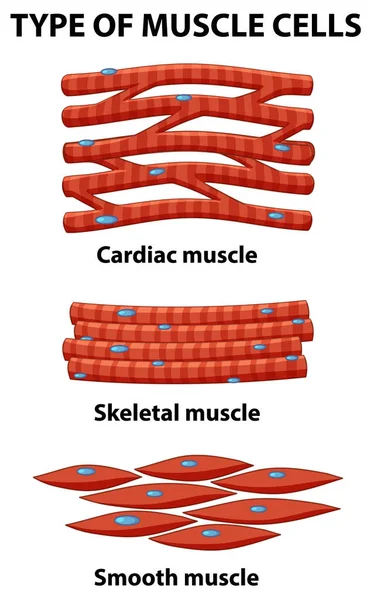 Cartaz Informação Das Células Musculares Ilustração — Vetor de Stock