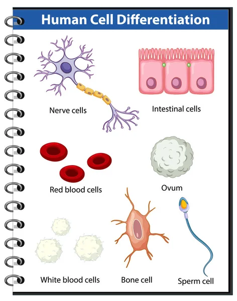 Інформаційний Плакат Ілюстрація Диференціації Людських Клітин — стоковий вектор