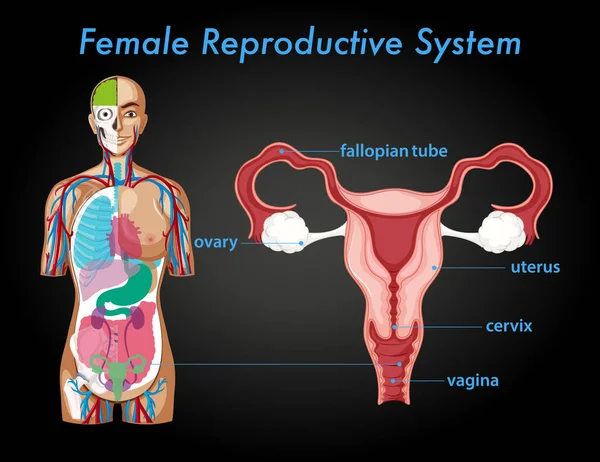 Cartaz Informação Ilustração Sistema Reprodutivo Feminino — Vetor de Stock