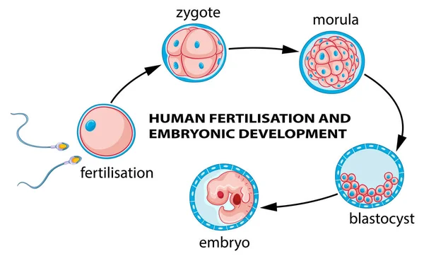 Mänsklig Befruktning Och Embryoutveckling Illustration — Stock vektor