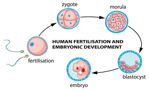 Ілюстрація Людського Запліднення Розвитку Ембріона — стоковий вектор