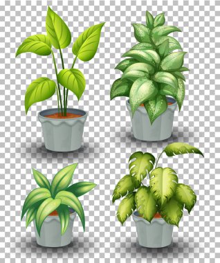 Şeffaf arkaplan illüstrasyonunda kabın içindeki bitki kümesi