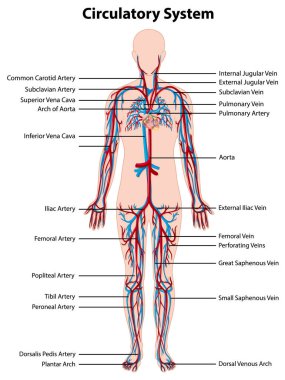 Dolaşım sistemi örneklemesinin anatomisi