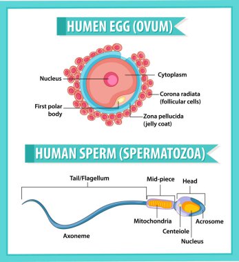 Sağlık eğitimi bilgileri için İnsan Yumurtası veya Ovum yapısı ve İnsan Spermi veya Spermatazoa