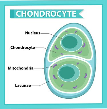 Chondrocyte illüstrasyonunun bilgilendirici posteri