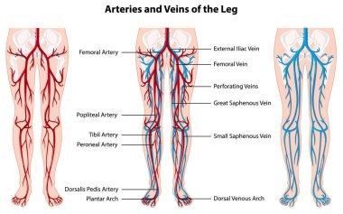 Bacak illüstrasyonunun arterleri ve damarları