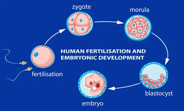 Fertilização Humana Ilustração Desenvolvimento Embrionário — Vetor de Stock