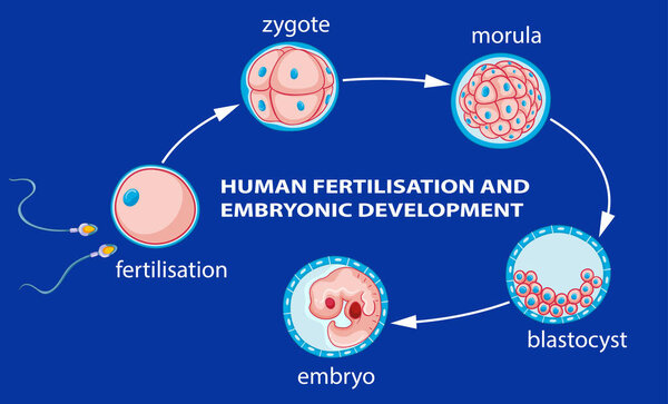 Human fertilization and embryo development illustration
